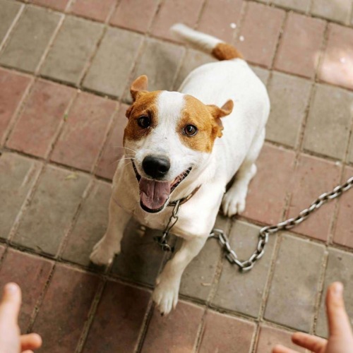 a dog on a leash being walked by a person