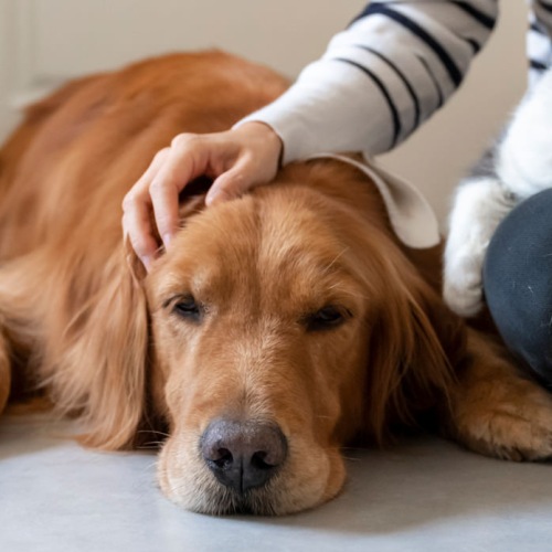 a woman petting a dog and a cat