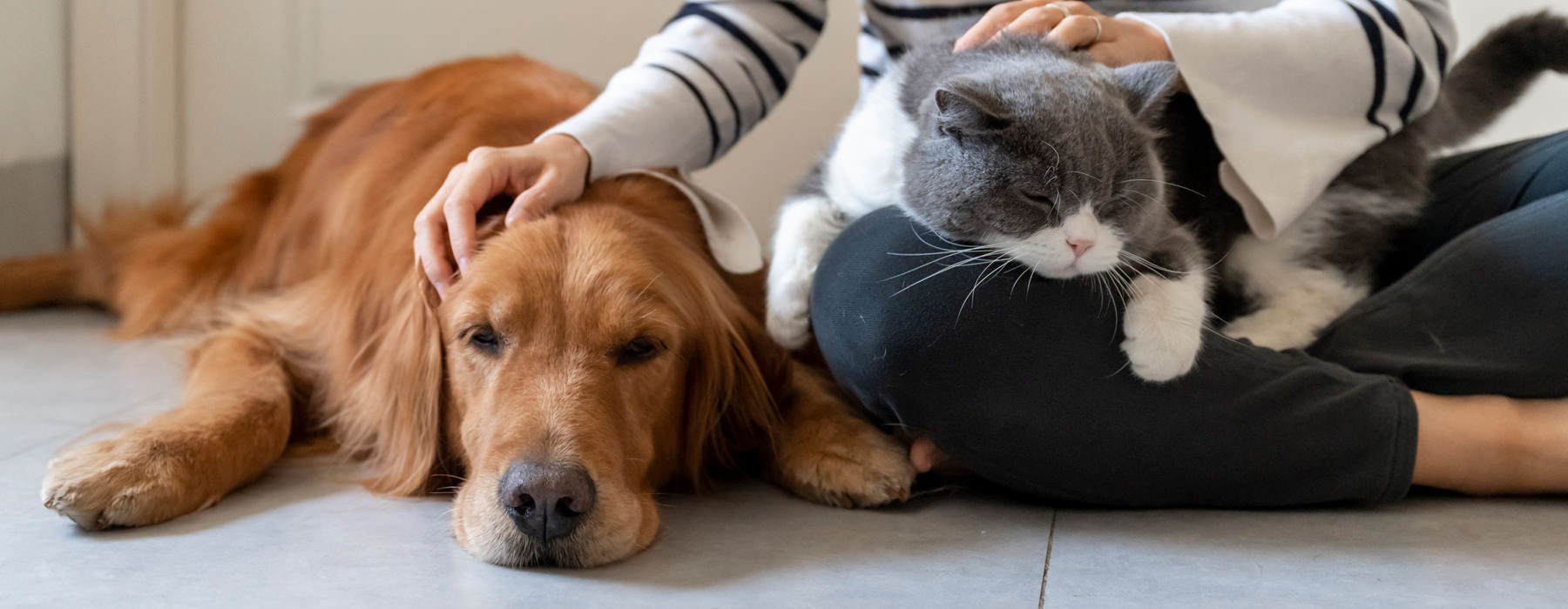 a woman petting a dog and a cat