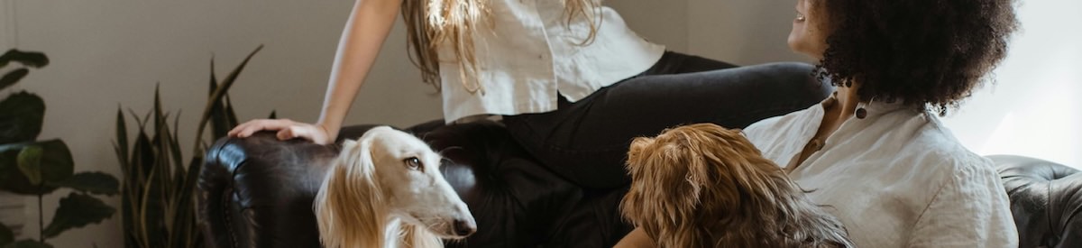 people and dogs on a couch